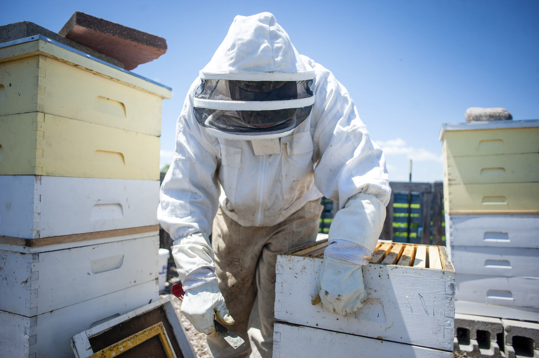 190419_BEES06